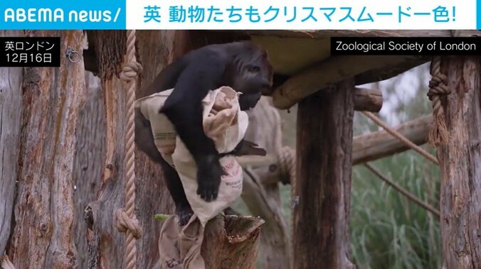 ロンドン動物園