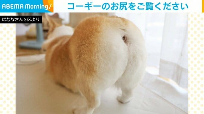 コーギーのあんずちゃん