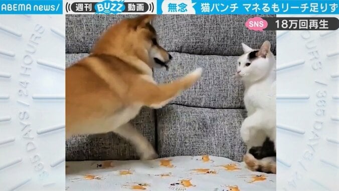 「くっ、リーチが足りない…」“猫パンチ”の逆襲にしょんぼりの柴犬　諦めない様子が「健気すぎる」と話題 1枚目