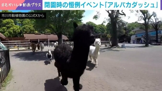 アルパカ