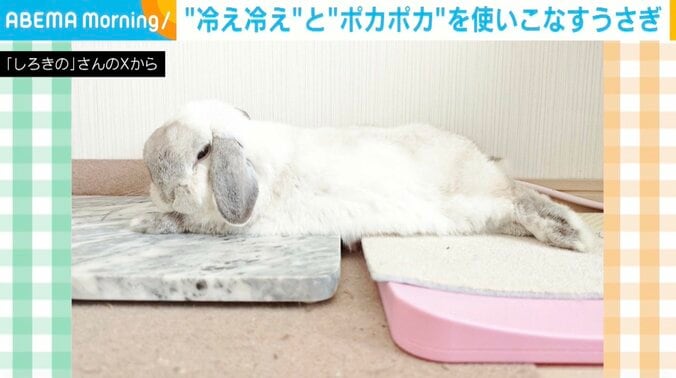 ウサギのロップイヤー・しろくん