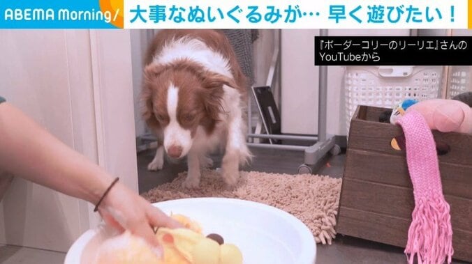 「早く乾いて…」大好きなぬいぐるみが洗濯された犬 干すのを手伝う姿に反響 1枚目