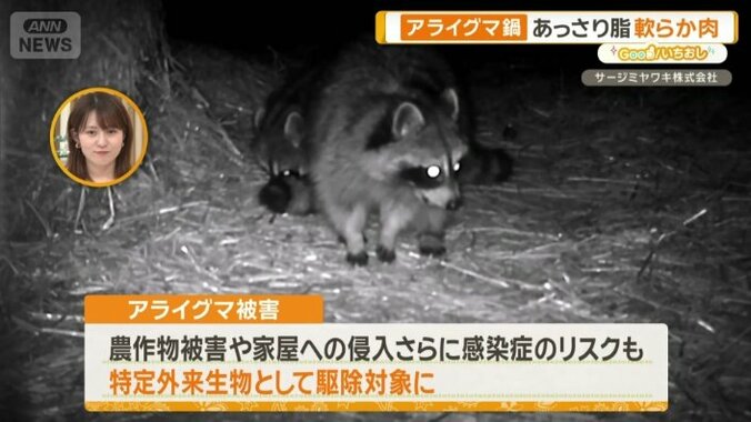 駆除対象になっているアライグマ