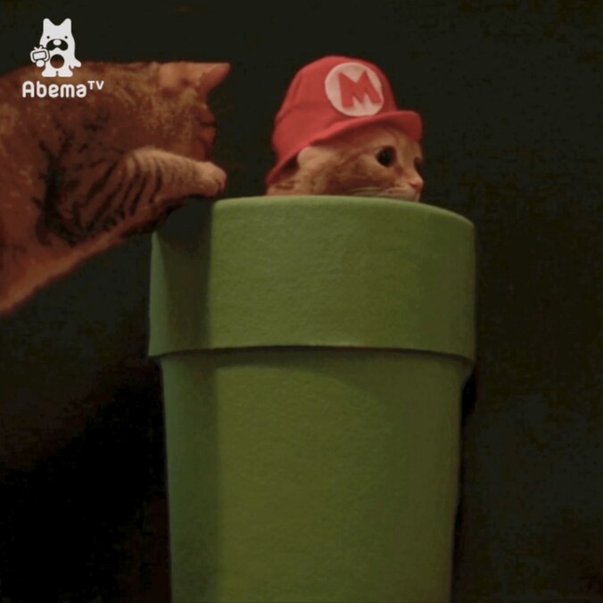 猫「似合うかにゃ？」土管から出てきたのは首相ではなく… 2枚目