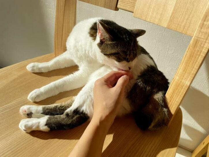  大渕愛子弁護士、病気判明から発症しているように見えない愛猫「長生きしてくれそう」 