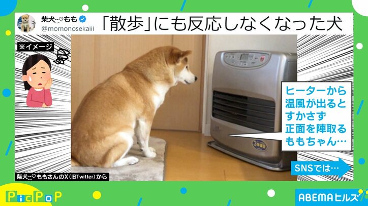 「散歩だよ」の声にも無反応！？ ヒーター前にどっしり“居座る”柴犬に「急に寒くなって困惑だよね」「犬もこたつで丸くなりたいお年頃」と反響