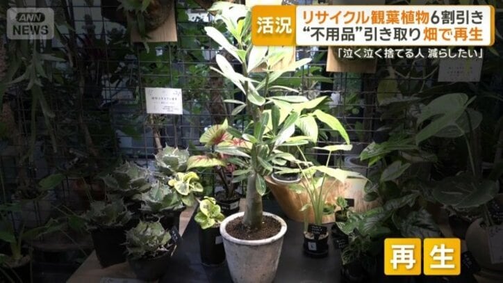 観葉植物として見事に再生