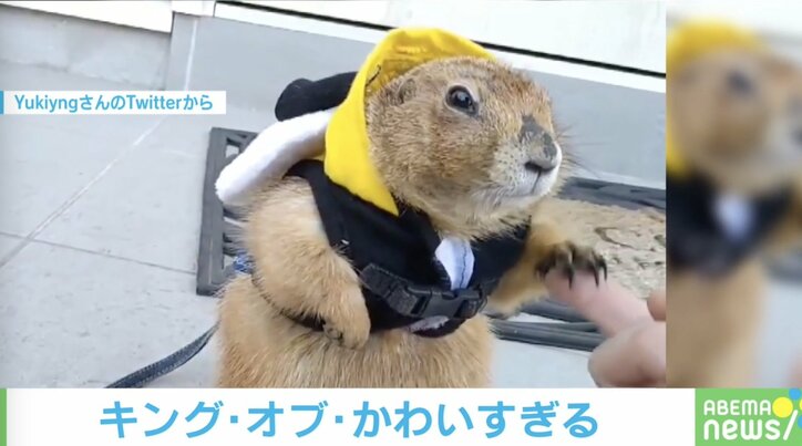 癒されまくり！今年話題を集めた小動物の可愛い＆爆笑投稿5選