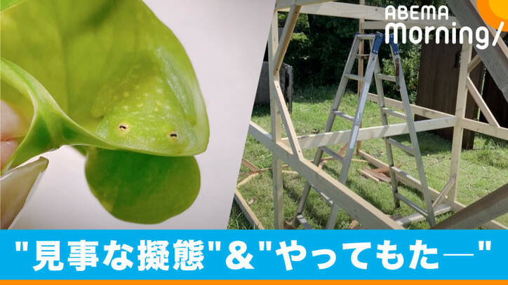 木材を接合し「よし！」と思いきや…「やってもたーーーー」