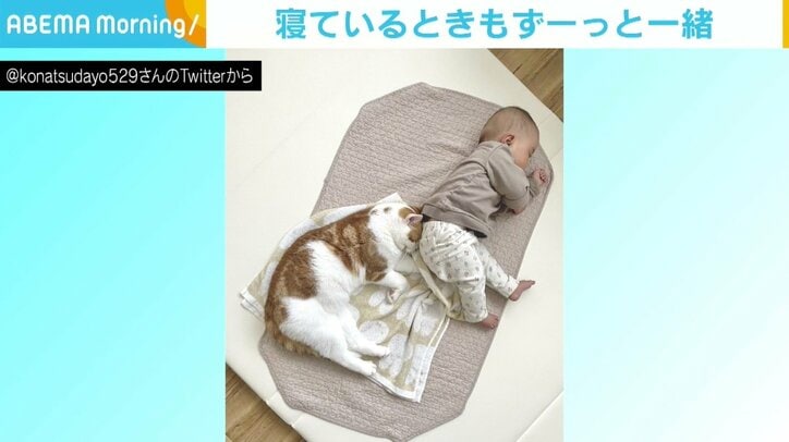 “一緒すぎて笑ってしまう”猫と赤ちゃんの寝姿に反響 「天使だ！」「可愛さの最強タッグ」