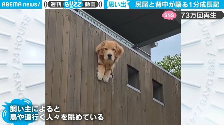 愛犬の成長を1分に凝縮…尻尾と背中で語る映像に「ほんわかして、ウルっときちゃう」