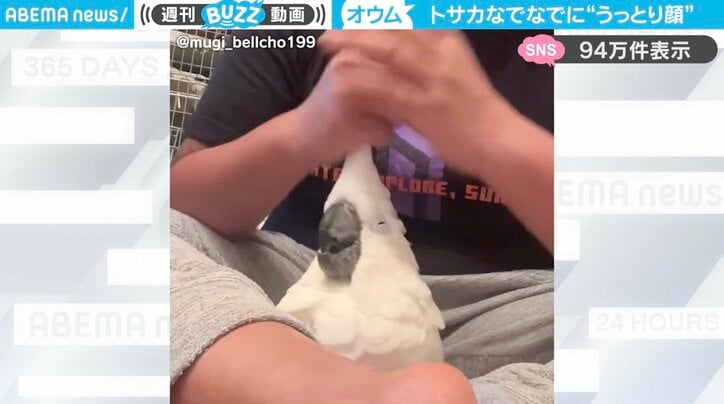 タイハクオウム「ベルくん」