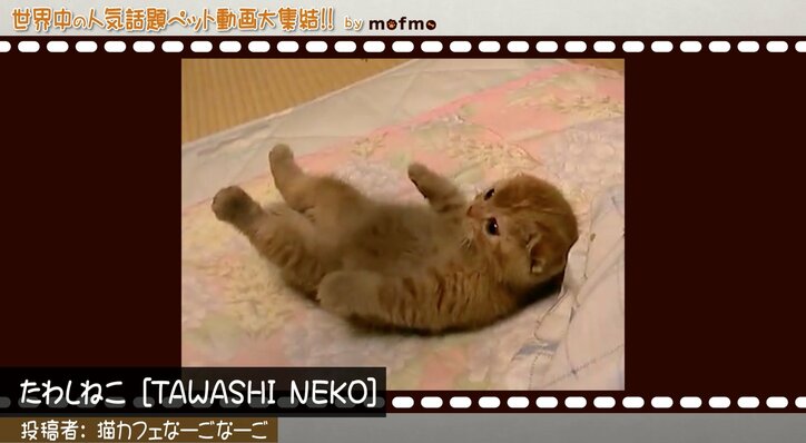 「手の上で熟睡中ニャ」可愛い猫&犬が大集結 『mofmo』とのコラボ番組をAbemaTVで放送