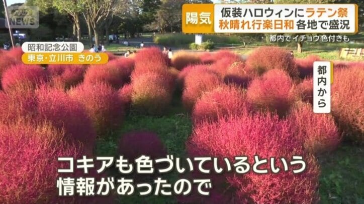 赤に染まったコキア