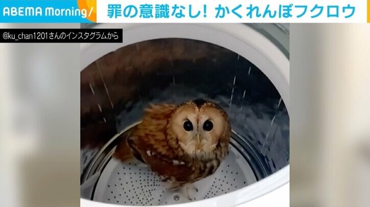 飼い主も「うぅわ！びっくりした！」 姿が見当たらないフクロウ、洗濯機の中から視線が