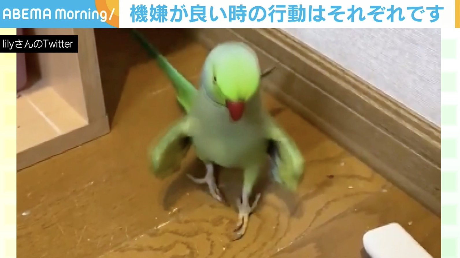 モデル顔負け インコの華麗なウォーキング姿が約70万回再生の反響 飼い主 ご機嫌なときにする 国内 Abema Times