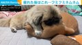 ぬいぐるみで疲れを癒やす犬 前足で“フミフミ”する姿に「たまらないね〜」「エンドレスで見れます」と悶絶の声