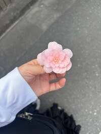 野下真歩『診断から8年目の春』