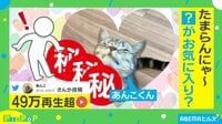 【映像】角にスリスリする猫の表情がかわいい