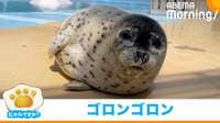 【映像】ゴロンゴロンと転がるアザラシ