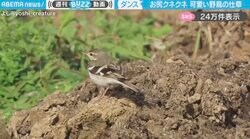 投稿者「鳥の行動で一番かわいい」←キョロキョロしながら、お尻フリフリするイワミセキレイに「これはあざとい笑」「魅惑のオチリ…」