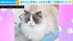 猫がランドセルから離れない！登校を毎朝阻止する“ネコハラ”に「このまま登校しちゃいたい」「相当嬉しそう」とほっこり