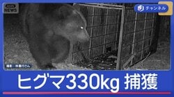 目撃数が“4月最多”観光地もクマ対策続々