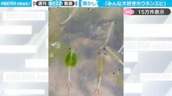 「昔は田んぼに必ずいたなぁ」透明の体と古生物のような動きをするホウネンエビに「懐かしい！」「不思議な生き物ですね〜」と反響