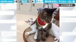 猫を座布団に！？デリカシーないオス猫の行動に「は…？おま…なにしとんねんって顔」「目の上の模様が困り眉に見えてきた」と反響