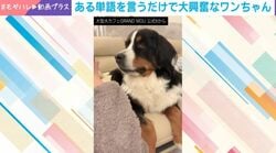 電話のフリして"大好きワード"連呼？ 犬の喜び爆発に「賢いねえ」「悶えてる」の声