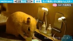 洗面器で顔を洗って→サウナへ ハムスター用“ミニチュア銭湯”の完成度に絶賛の声 「シャワーがイヤホンなのGOOD」と340万回再生