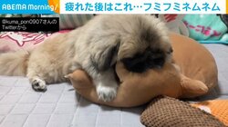 ぬいぐるみで疲れを癒やす犬 前足で“フミフミ”する姿に「たまらないね〜」「エンドレスで見れます」と悶絶の声