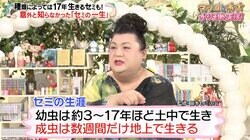 マツコ、セミの寿命“短命”説は「人間のエゴ」「セミに失礼よ」