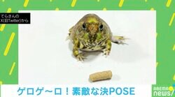 ごはんをもらったカエル 飼い主に向けた“決めポーズ”が話題に 「動きがキレッキレ」「律儀」