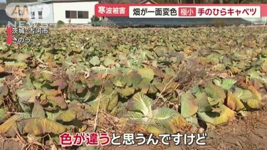 激安超安値 今季最強・最長寒波で農家悲鳴 キャベツ極小 カリフラワー真っ黒 野菜