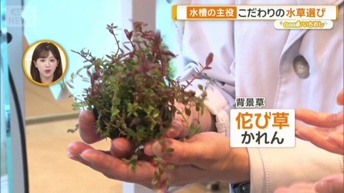 佗び草