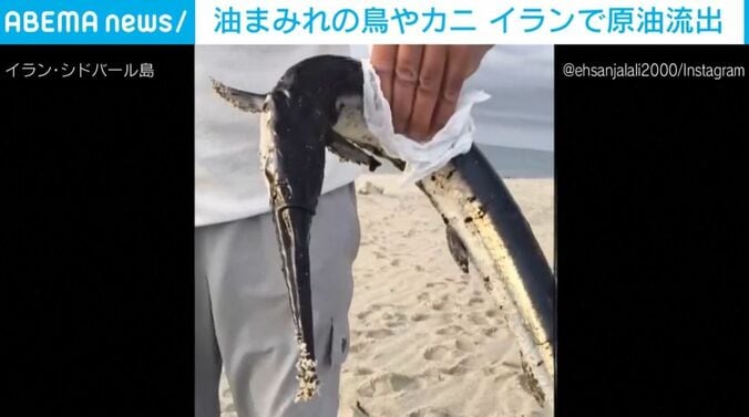 油まみれの魚
