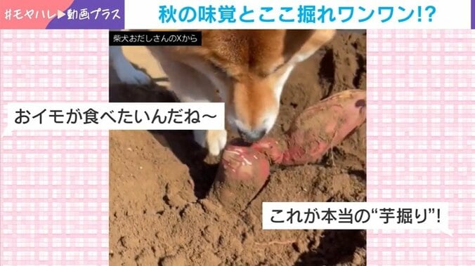柴犬・おだしくん（3歳）