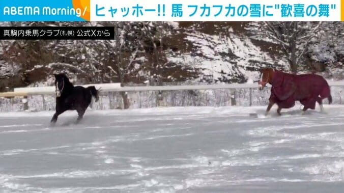 雪の上を軽快に走る馬たち