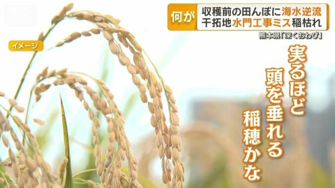 大豊作のはずが…