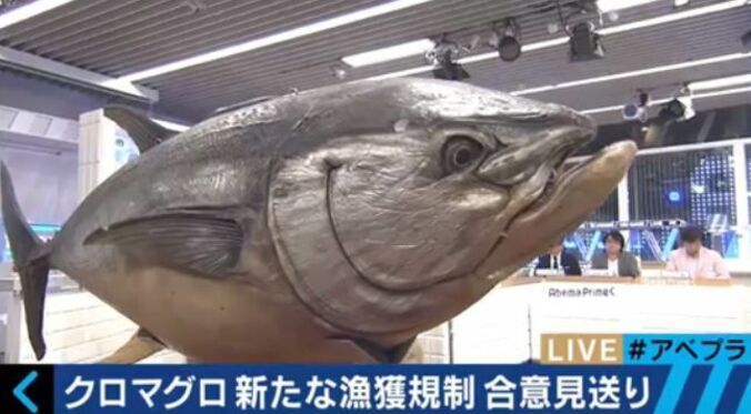 日本のマグロ漁業は「異常」　危険な状況が続く理由とは？ 1枚目