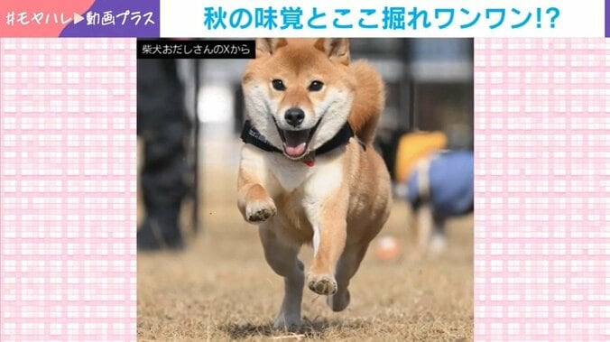 柴犬・おだしくん（3歳）