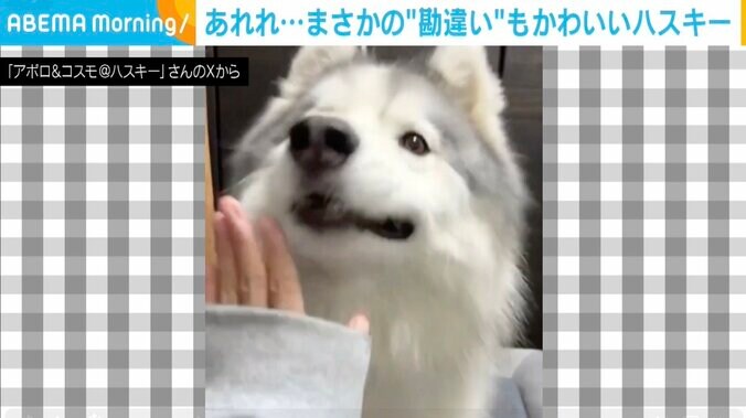 シベリアンハスキーのアポロくん