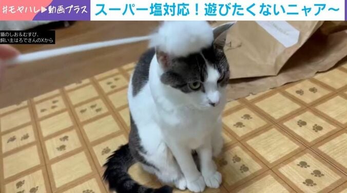 “スーパー塩対応”の猫