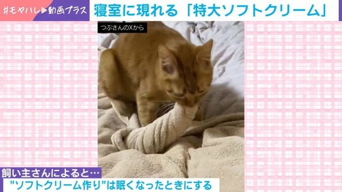 猫のつぶちゃん