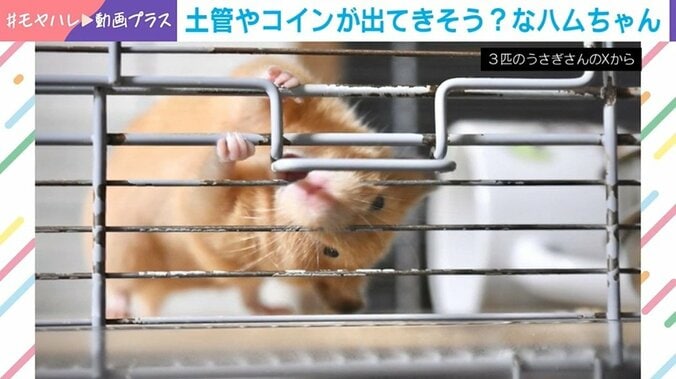 キンクマハムスターのレムちゃん