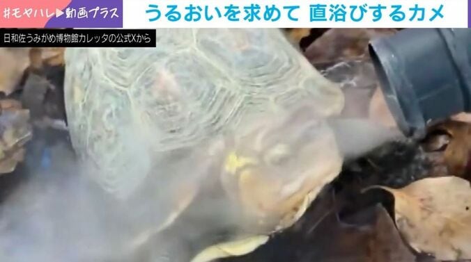 カメのむさしくん