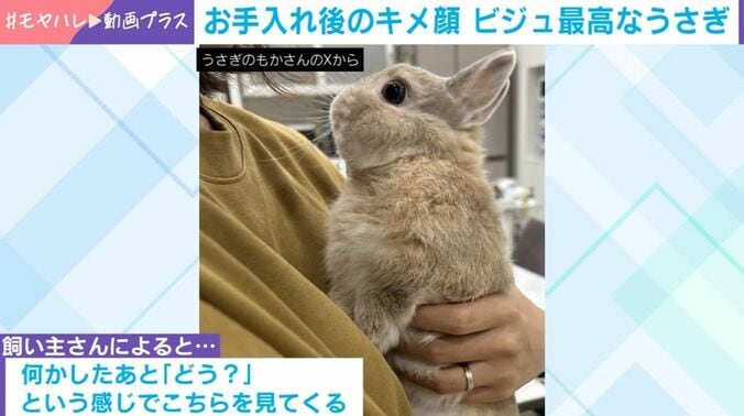 ウサギのもかくん