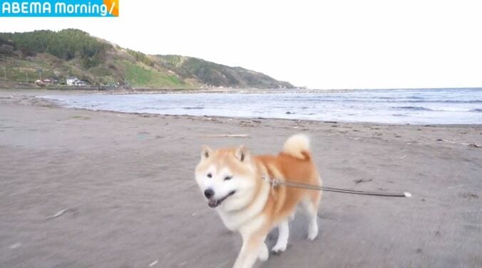 柴犬のらんまるくん