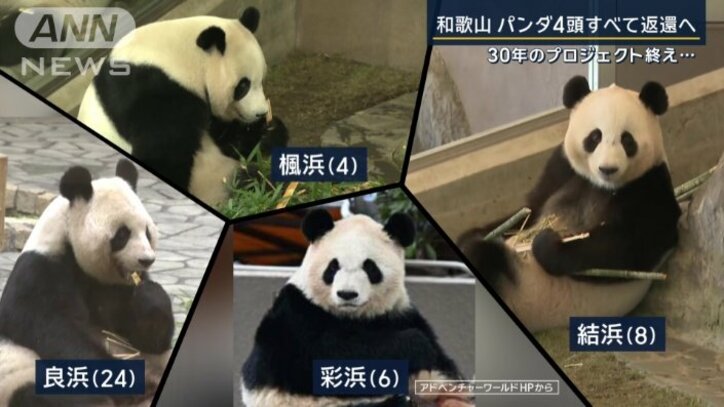 帰国するパンダ4頭